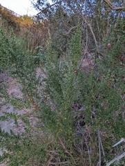 Baccharis pilularis consanguinea