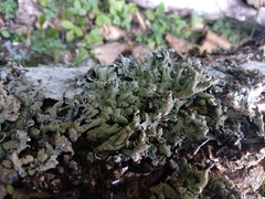 Parmelia submontana
