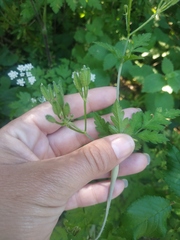 Chaerophyllum nodosum