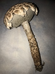 Strobilomyces strobilaceus