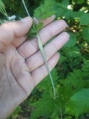 Chaerophyllum nodosum