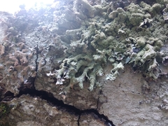Parmelia submontana