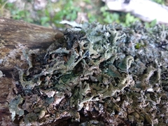 Parmelia submontana
