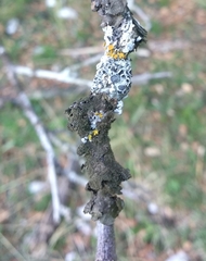 Melanohalea exasperatula