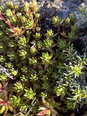 Saxifraga bronchialis