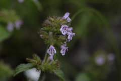 Clinopodium vulgare
