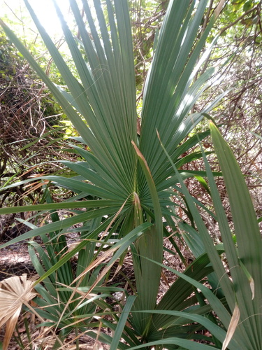 Sabal pumos, photograph 3