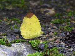 Eurema sari