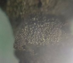 Melanohalea exasperatula