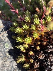 Saxifraga bronchialis