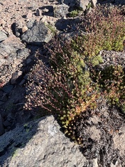 Saxifraga bronchialis