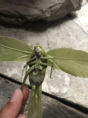 Stilpnochlora azteca