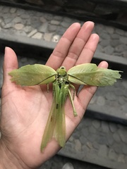 Stilpnochlora azteca