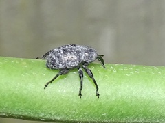 Chalcodermus aeneus
