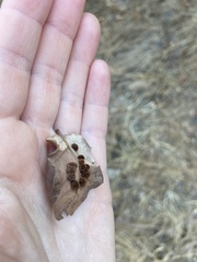 Atrusca trimaculosa