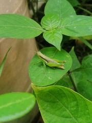 Pseudoxya diminuta