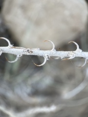 Tetradymia spinosa