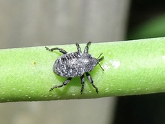 Chalcodermus aeneus