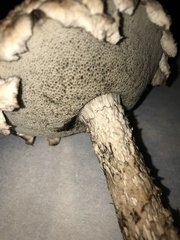 Strobilomyces strobilaceus