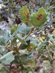 Atrusca trimaculosa