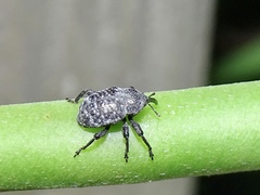 Chalcodermus aeneus