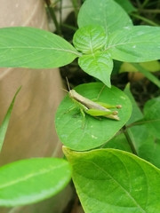 Pseudoxya diminuta