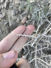 Tetradymia spinosa