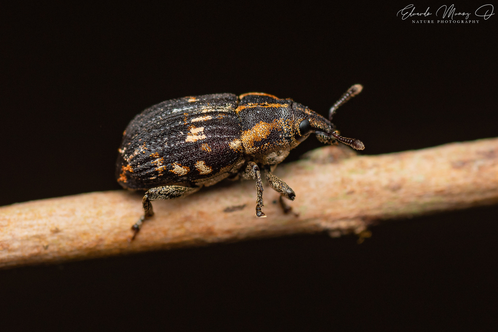 Psepholax dentipes