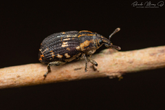 Psepholax dentipes