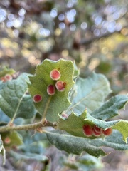 Atrusca trimaculosa