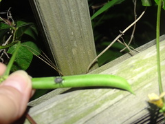 Chalcodermus aeneus