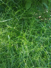 Asparagus verticillatus