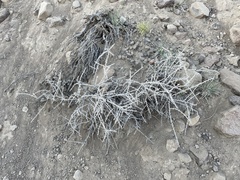 Tetradymia spinosa