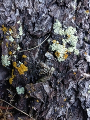 Polycauliona candelaria