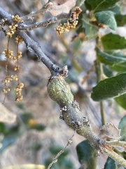 Andricus chrysolepidicola