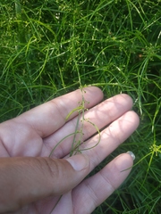 Asparagus verticillatus