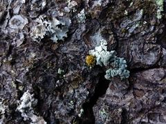 Polycauliona candelaria