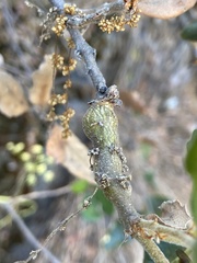 Andricus chrysolepidicola