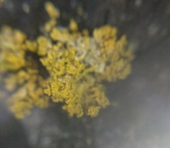 Polycauliona candelaria