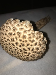 Strobilomyces strobilaceus