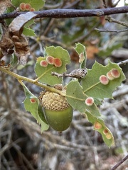 Atrusca trimaculosa