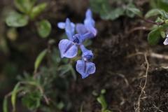 Corydalis cashmeriana