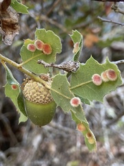 Atrusca trimaculosa