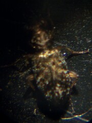 Asaphidion curtum