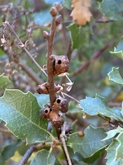 Disholcaspis prehensa