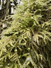 Pseudisothecium stoloniferum