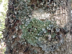 Hypogymnia farinacea
