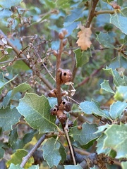 Disholcaspis prehensa