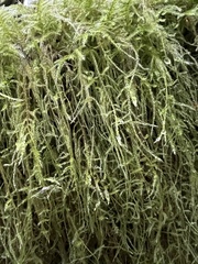 Pseudisothecium stoloniferum