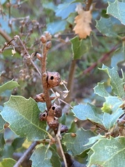 Disholcaspis prehensa